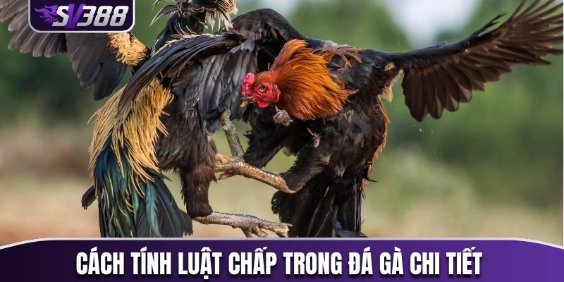 Cách tính luật chấp trong đá gà chi tiết