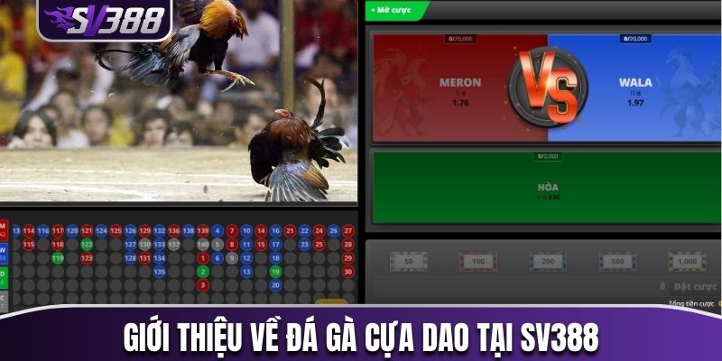 Giới thiệu đôi nét về đá gà cựa dao tại SV388