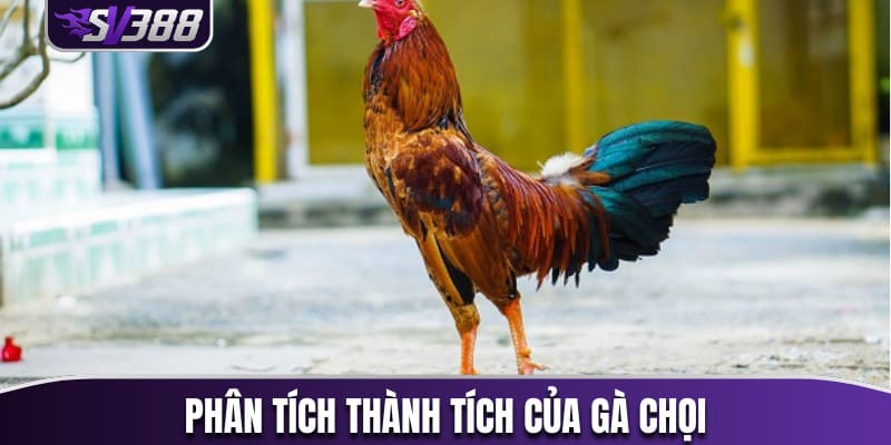 Nghiên cứu và phân tích thành tích của gà chọi