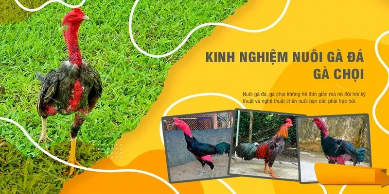 Cách Nuôi Gà Đá? Chăm Sóc, Dinh Dưỡng Và Luyện Tập Khoa Học