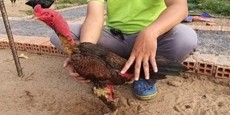 Cách Nuôi Gà Chọi Tăng Cân? Dinh Dưỡng, Luyện Tập Khoa Học